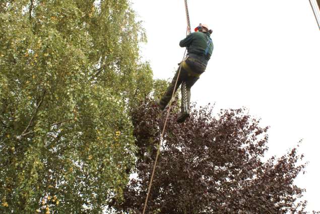 bomen rooien